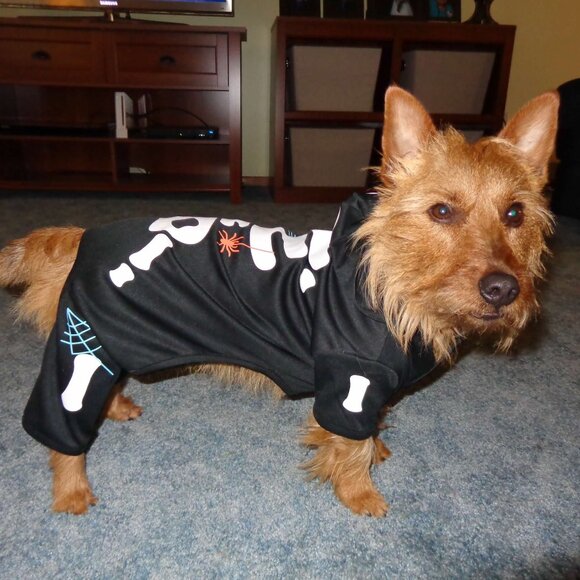 3 for $18 Martha Stewart Skeleton Halloween Dog Costume Size Large - Picture 1 of 7